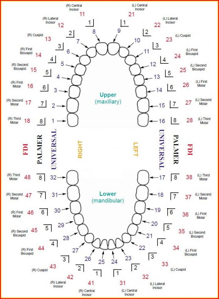 Diagram Of Human Teeth Numbering Charts